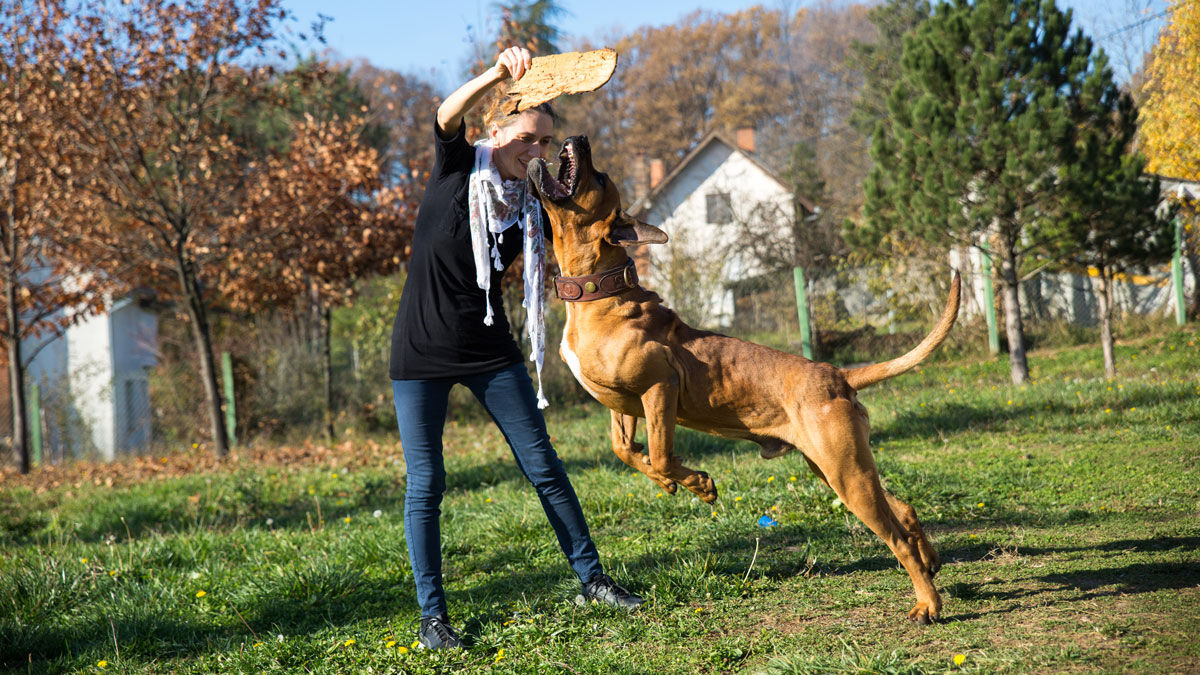 比特犬称霸狗界?这4只"猛犬"第一个跳出来反对