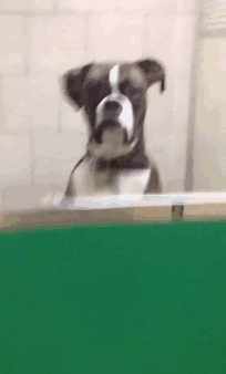 壁纸 动物 狗 狗狗 204_338 gif 动态图 动图