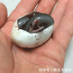 爆笑gif动图:感情深一口闷,姑娘的酒量深不可测啊!