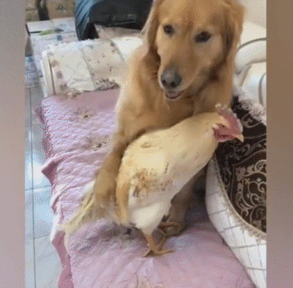 金毛把母鸡当宝贝,主人一说拿去炖,金毛急眼抱紧鸡!