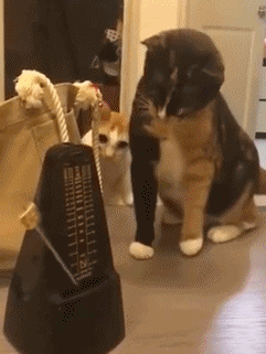 搞笑gif:孩子送回老家跟爷爷待了一段时间,这茶瘾比我