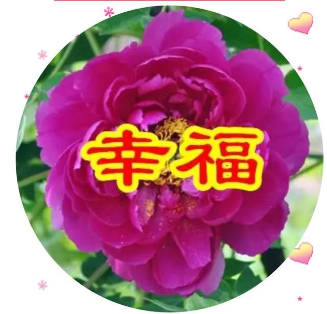 一朵幸福花,幸幸福福