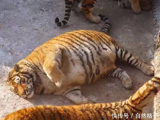 猫科动物能长多胖?猫胖成球,老虎胖成猪,雄狮有了啤酒
