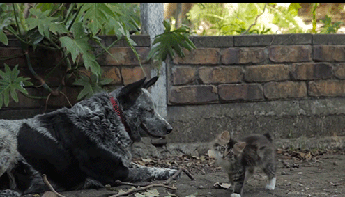 张嘉译走姿被争相模仿,猫咪学得鬼畜步伐,关键时刻竟保了命!