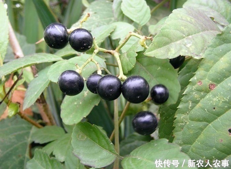 浆果变紫色后可以直接吃,酸酸甜甜的,但叶子含有大量生物碱,必须要图片