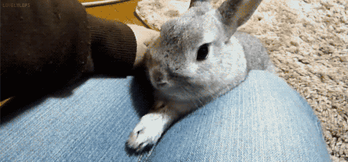 壁纸 动物 狗 狗狗 500_233 gif 动态图 动图