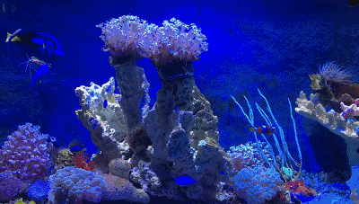 要看海底,去什么马尔代夫潜水,在福建来这两家海洋世界就能过足瘾!