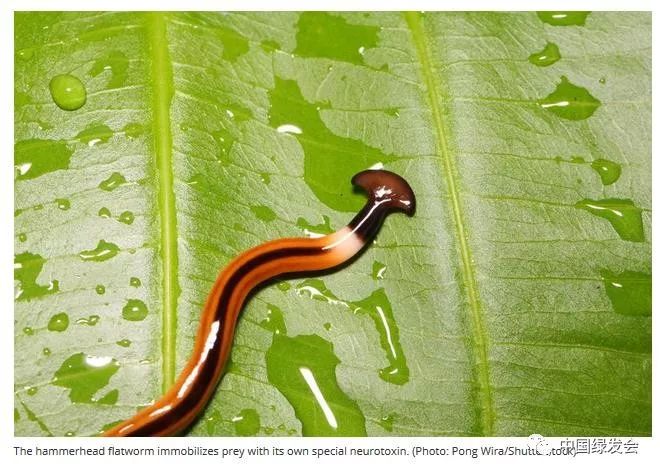 巨型蠕虫入侵法国,土壤生态和生物多样性堪忧