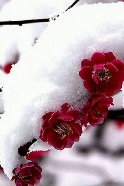 欣赏,唯美的雪中花,美得让人陶醉!