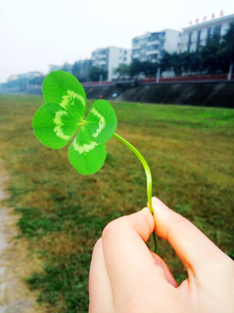 丽江:那些一起跟我寻找幸运草的女孩们