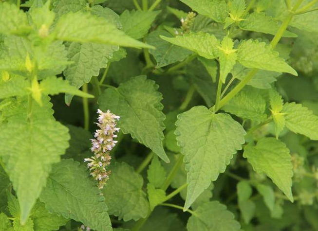 猫薄荷,原名:荆芥,拉丁文名:nepeta cataria l.