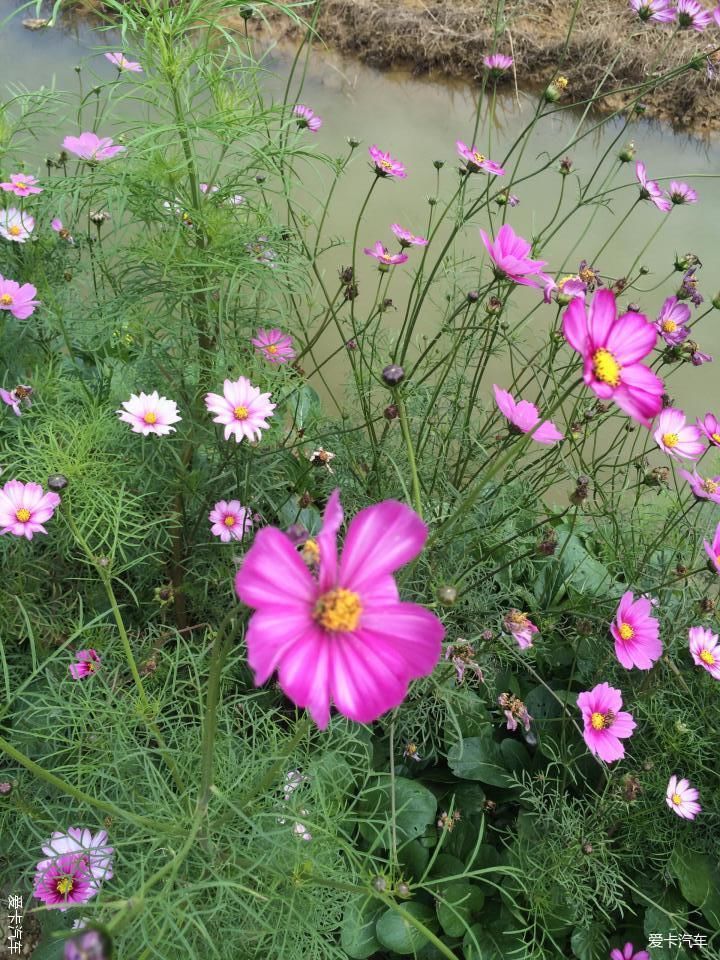 路边野花不要采