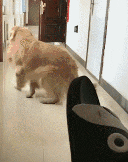 狗 狗狗 猫 猫咪 小猫 桌面 259_326 竖版 竖屏 手机 gif 动态图 动图