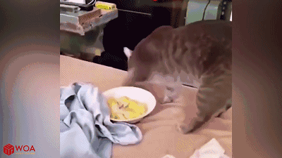 不过,虽然欧美民众对榴莲颇