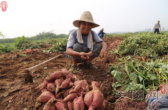 村民在田间收获红薯.