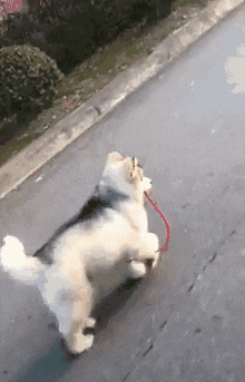 主人太懒,懂事狗狗自己遛自己,网友笑翻