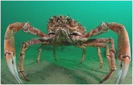 世界上最大的螃蟹,巨螯蟹长4.2米,相传能杀人