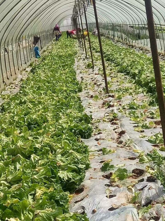 蔬菜难卖,昆明及周边县市很多菜农一夜之间回到了解放前