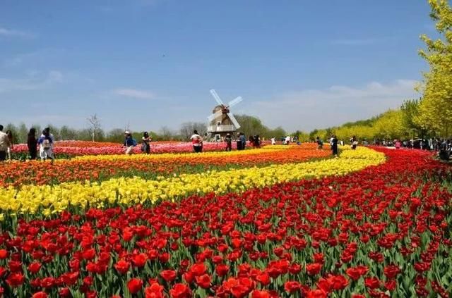 不用去荷兰,北京这4个郁金香花海足够震撼!
