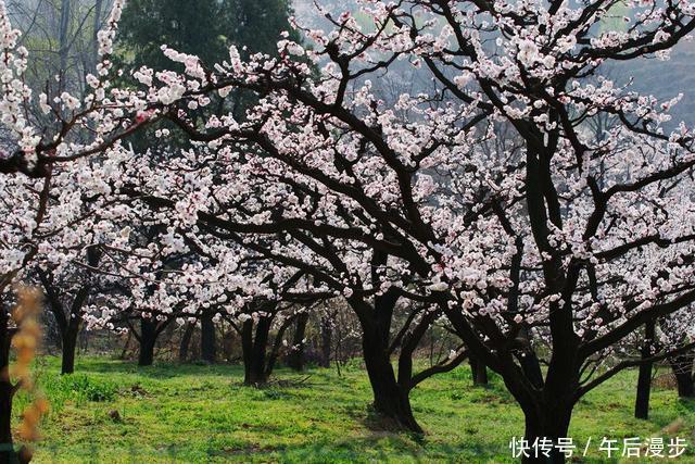 蓝田华胥镇杏花谷 杏花怒放 花香满谷,香飘十里