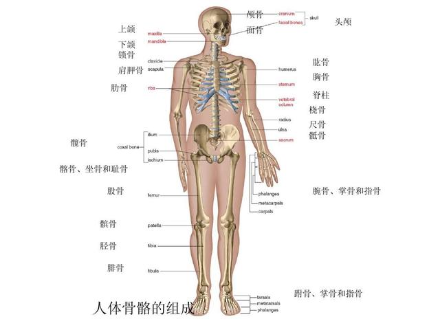 据科学研究,人类全身上下一共有206块骨头,可是中国人和日本人只有