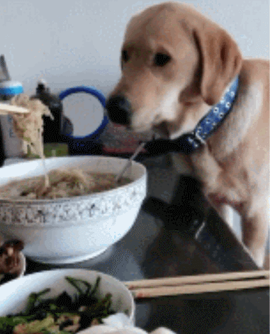 壁纸 动物 狗 狗狗 381_471 竖版 竖屏 手机 gif 动态图 动图