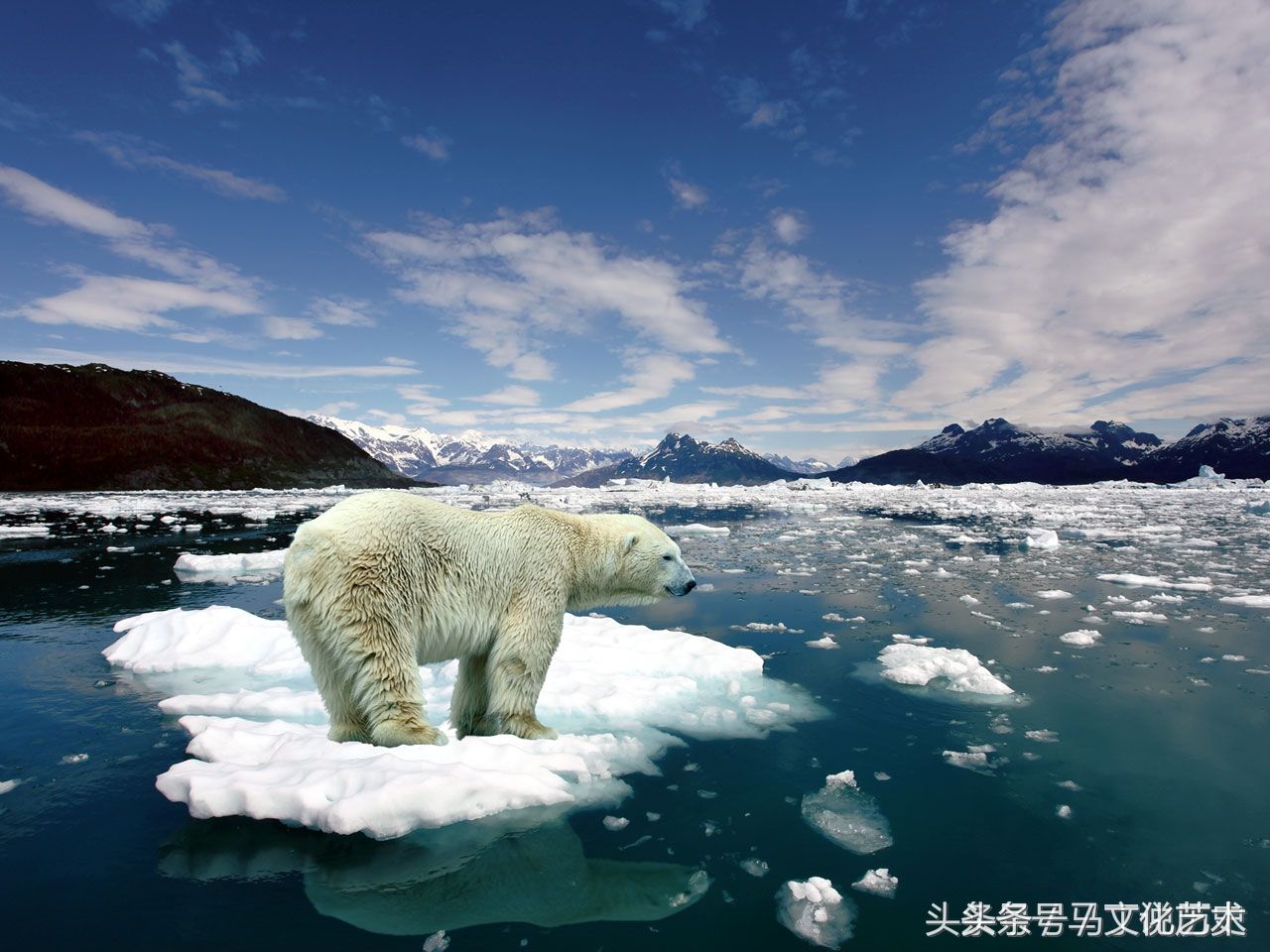 无论是人和动物都受到了地球变暖的影响,尤其是在两极的动物,生活环境
