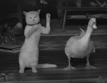 搞笑gif:当喵和鸭一起尬舞时