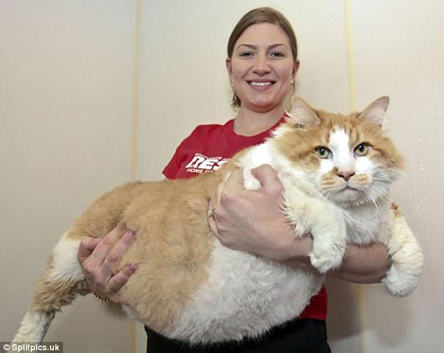 肥猫风潮正在流行,猫奴们网上分享自家肥猫的照片