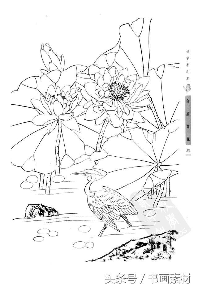 书画素材|国画篇之初学者之友白描荷花绘本画册姜冬莲