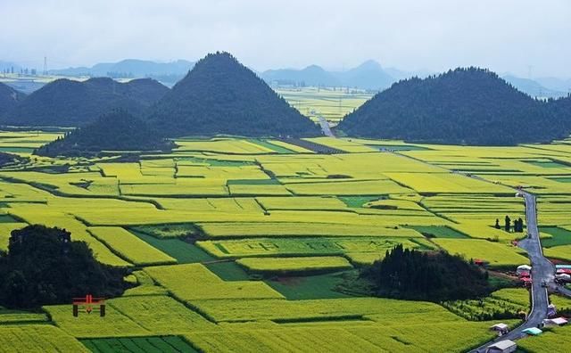 云南罗平金鸡岭自然奇景,站上山顶一览众花田,感受大自然的魅力