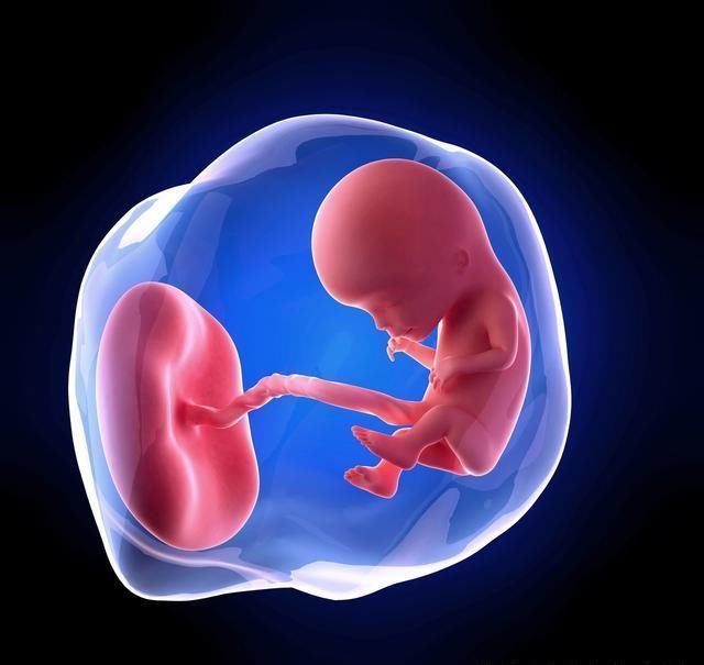 "怀孕"3个月的胎儿,在准妈妈的肚里是怎样的呢?