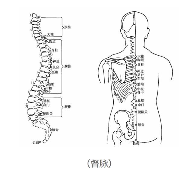 其次是膀胱经,这两条经脉主要循行在人体的后背,督脉走在正中间,从