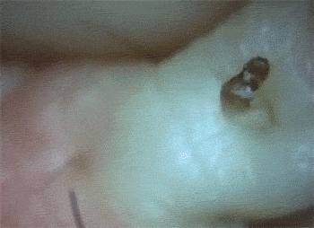 壁纸 动物 狗 狗狗 350_254 gif 动态图 动图