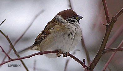 猫咪第一次见雪,她的样子太可爱了 麻雀其实也挺可爱,反正我是这样