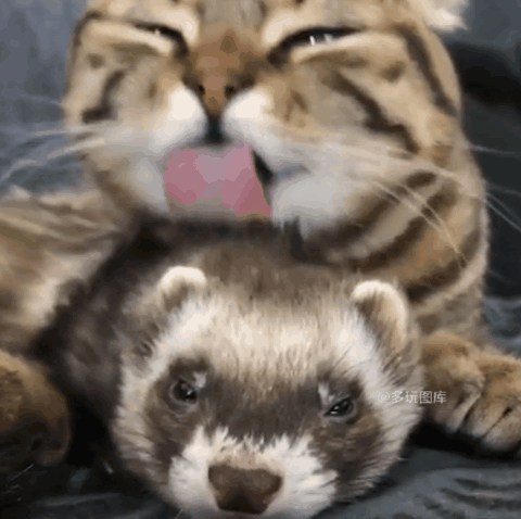 全球搞笑gif:被这禽兽压在身下,你说我感动吗?当然不敢动啊