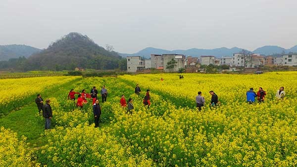 广西融安万亩油菜花迎春开