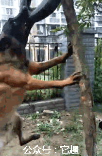 搞笑gif:屁股扭一扭,活到九十九!