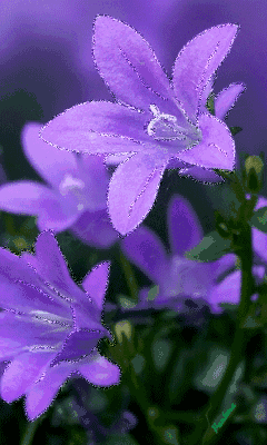 壁纸 花 桌面 240_400 竖版 竖屏 手机 gif 动态图 动图