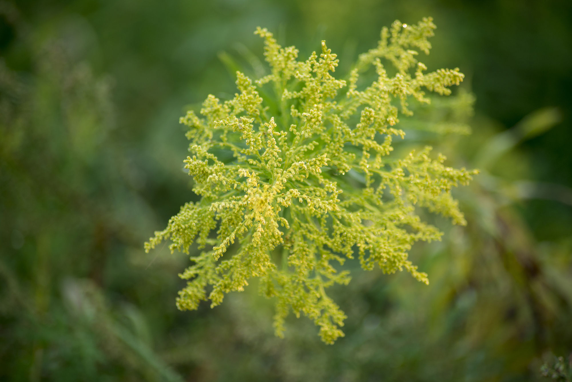 农村深恶痛绝的植物杀手加拿大一枝黄花,在城市花店变身"黄莺"