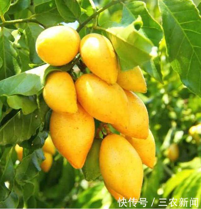 南方这种黄色水果,浑身都是宝,营养价值极高,爱吃的人却不多!
