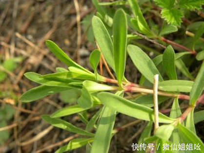 2,山马菜 山马菜是农村营养价值很高的野菜,也叫尖叶丝石竹,石栏菜,尖