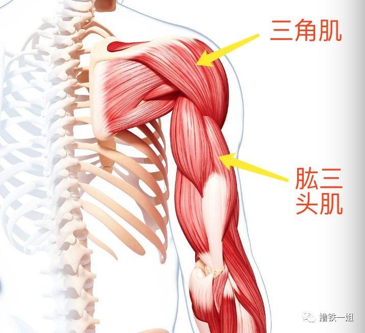 林允的右手臂做的是哑铃弯举,是孤立锻炼肱二头肌的动作.