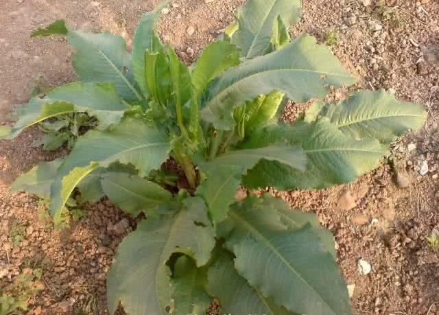 这个野菜含有大量的草酸,吃起来酸溜溜的,常被作为料理调味用