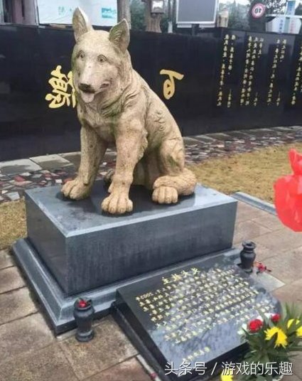 这条名叫赛虎的狗狗为了阻止30个职工吃有毒的狗肉,亲自吃下一块,当场