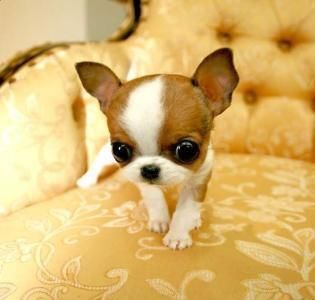 他们可能是世界上最小的狗狗,不但可爱,还超级会卖萌!
