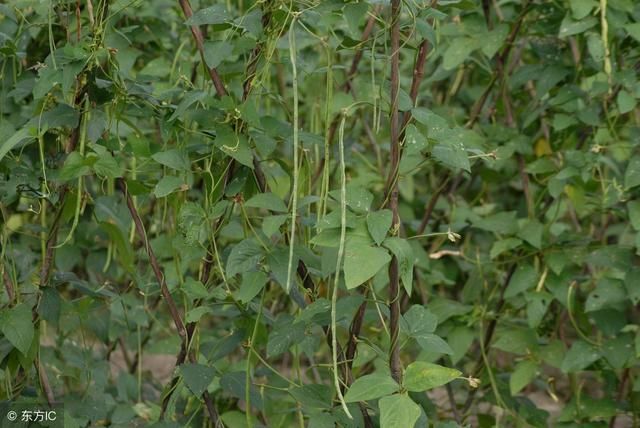 菜园种植豆角长势不好,知道这四个方法,豆角结的吃不完!