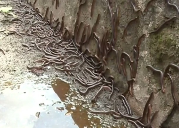 梦境解析，从绝望到重生的奇妙旅程——梦见虫子从胳膊钻出后的转变