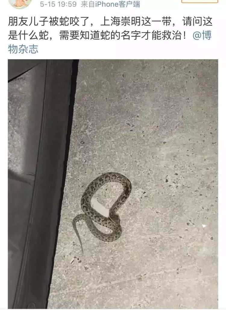小囡被旅馆剧毒咬伤,蝮蛇来临已连续出现两起高温视频加州图片