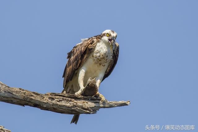 摄影爱好者:一只好几天没吃东西的鹰,狼吞虎咽一条死鱼